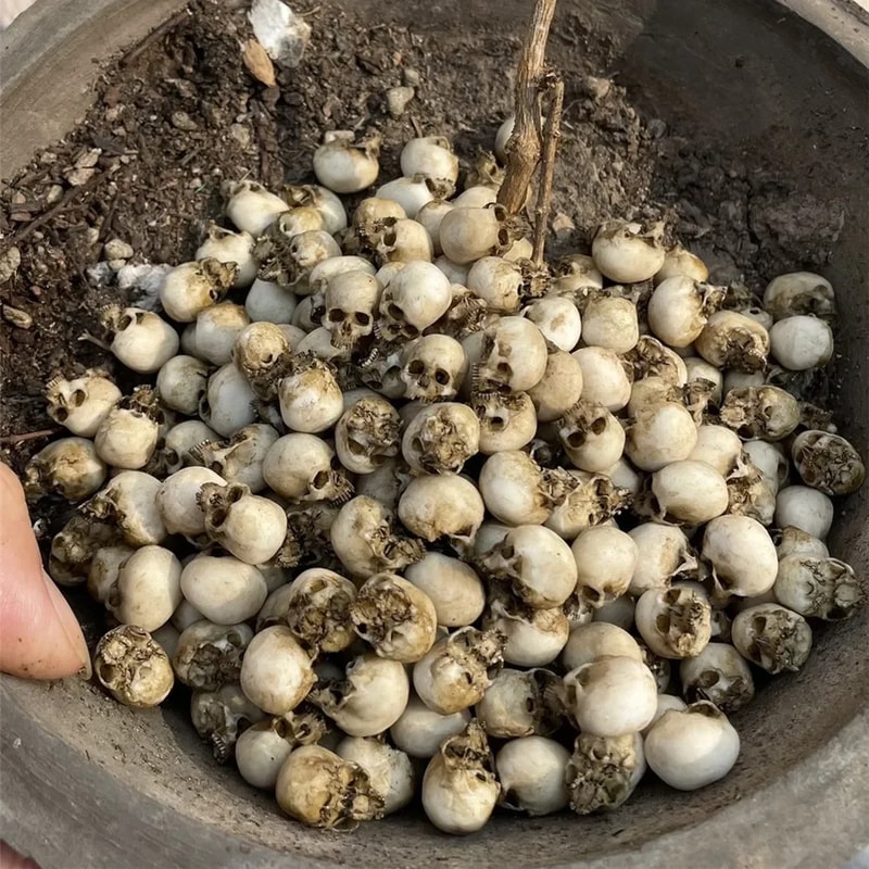 Miniature Skull Model for Halloween, Home Decor, Fish Tank Accessories, Dollhouse Plant Decoration