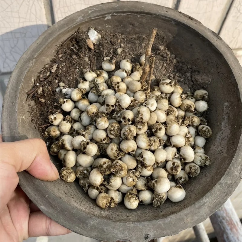 Miniature Skull Model for Halloween, Home Decor, Fish Tank Accessories, Dollhouse Plant Decoration