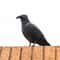 Realistic Crow Scarer Bird Decor, Lifelike Plastic Pigeon & Crow for Garden & Yard Protection