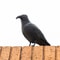 Realistic Crow Scarer Bird Decor, Lifelike Plastic Pigeon & Crow for Garden & Yard Protection