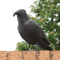 Realistic Crow Scarer Bird Decor, Lifelike Plastic Pigeon & Crow for Garden & Yard Protection