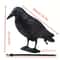 Realistic Crow Scarer Bird Decor, Lifelike Plastic Pigeon & Crow for Garden & Yard Protection