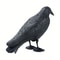 Realistic Crow Scarer Bird Decor, Lifelike Plastic Pigeon & Crow for Garden & Yard Protection