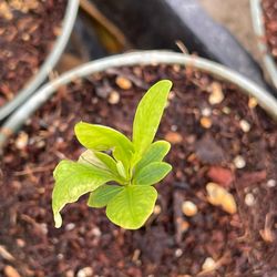 35 Erythroxylum Novogranatense Seeds germinated sprouted
