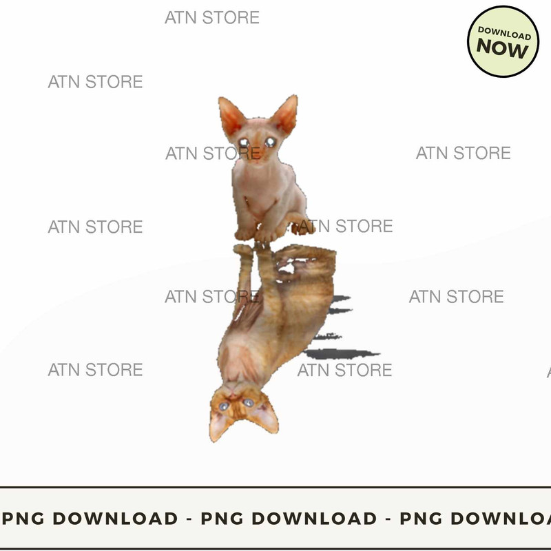 Cute little devon rex kitten.jpg