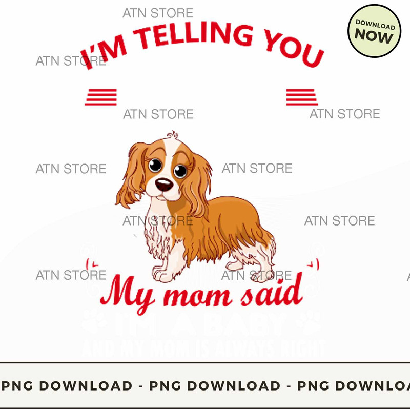 Im telling you Im not a Cavalier King Charles Spaniel my mom said Im a baby.jpg