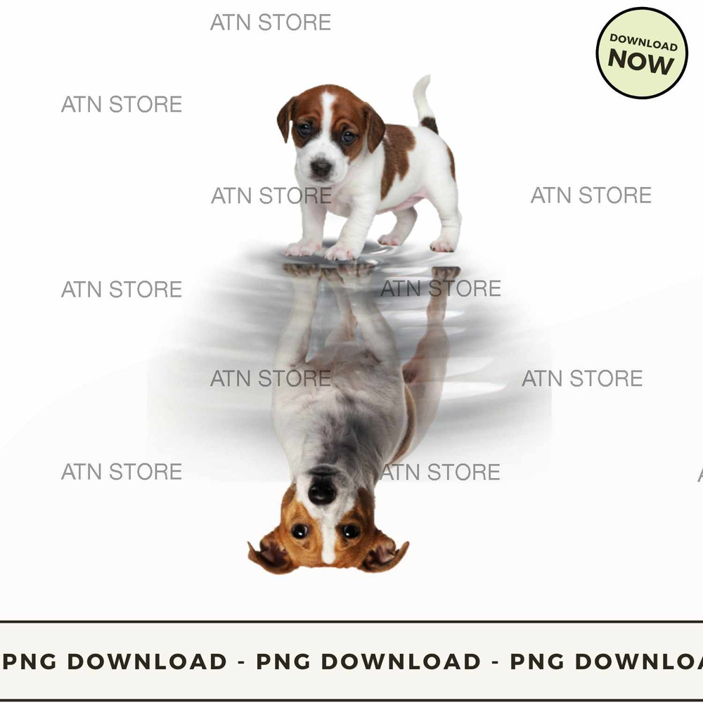 Jack Russell Terrier.jpg