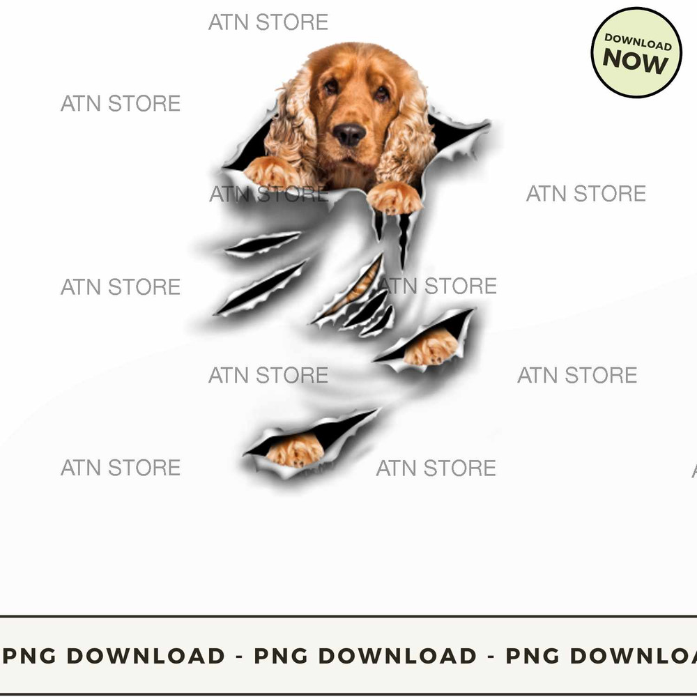 English Cocker Spaniel-Scratch.jpg