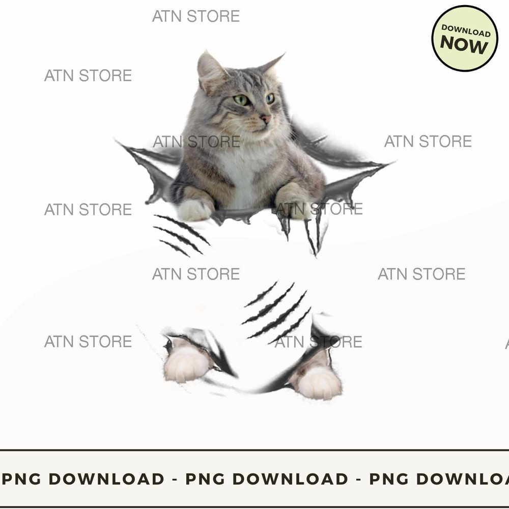 Norwegian Forest Cat Scratch.jpg