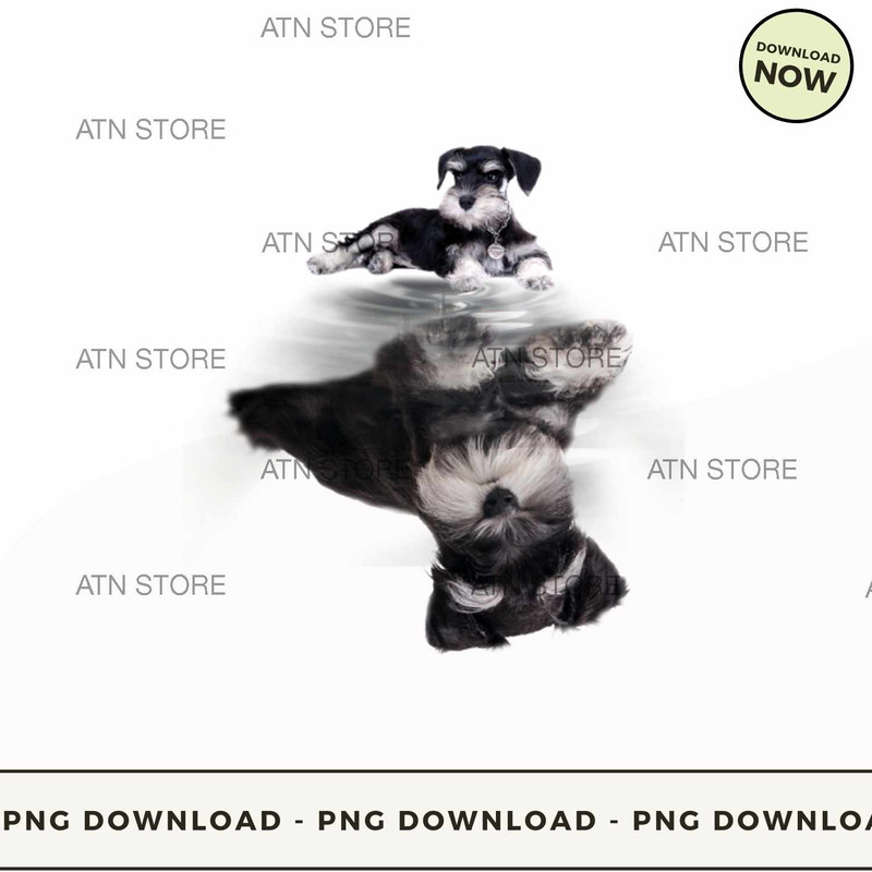 Standard schnauzer reflection.jpg