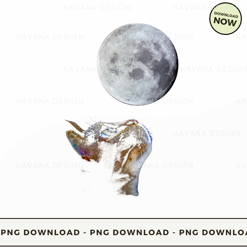 MOON CAT.jpg