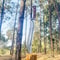 Full Tang Bowie Knife Custom Handmade Hunting Survival Outdoor Knife Carbon Tactical Machete Knife Survival Bowie Knife (7).jpg