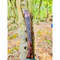 Custom Handmade Tactical Sword Full Tang Viking Sword Carbon Steel Hunting Sword (6).jpg
