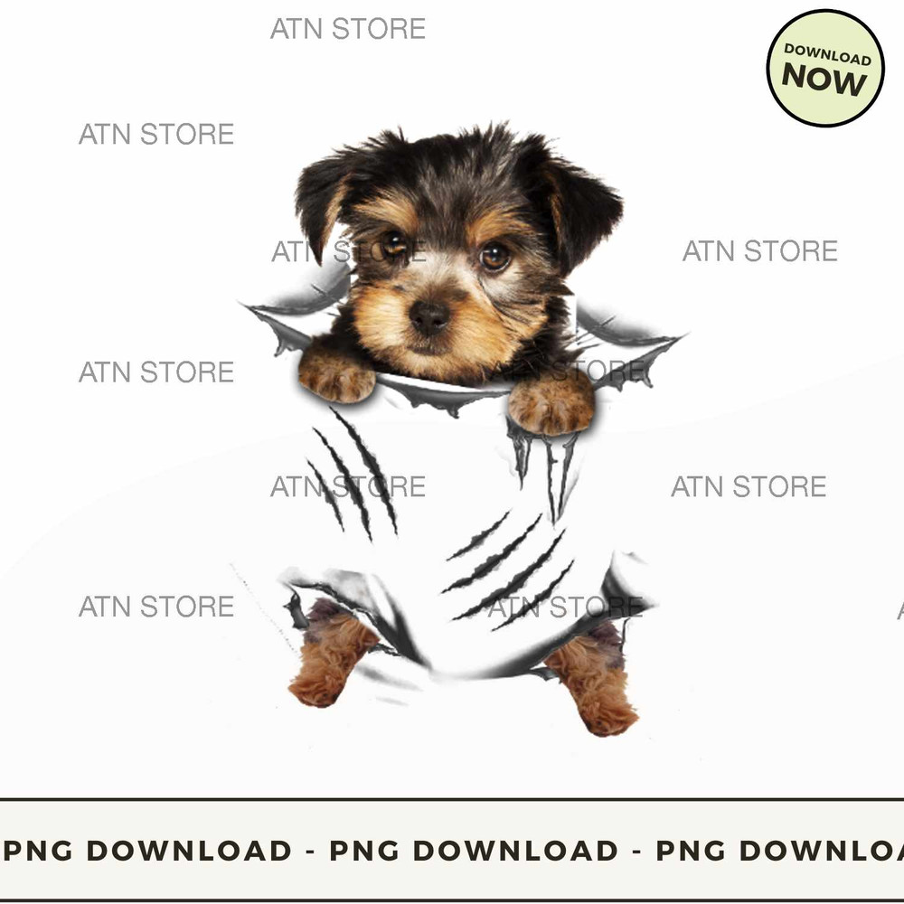 Yorkshire Terrier Scratch.jpg