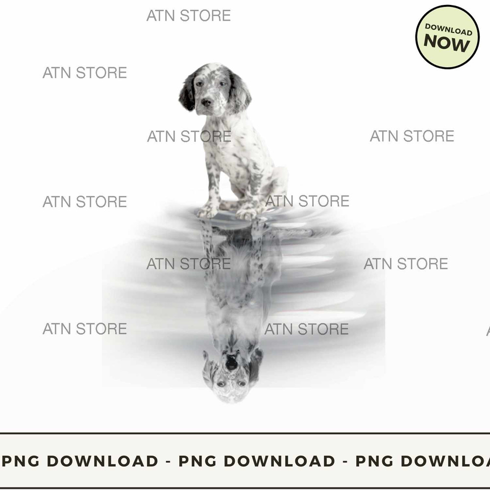 English setter puppy reflection.jpg
