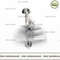 English setter puppy reflection.jpg