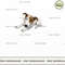 Parson Russell Terrier.jpg
