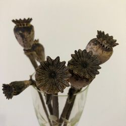 Ornamental poppy seeds