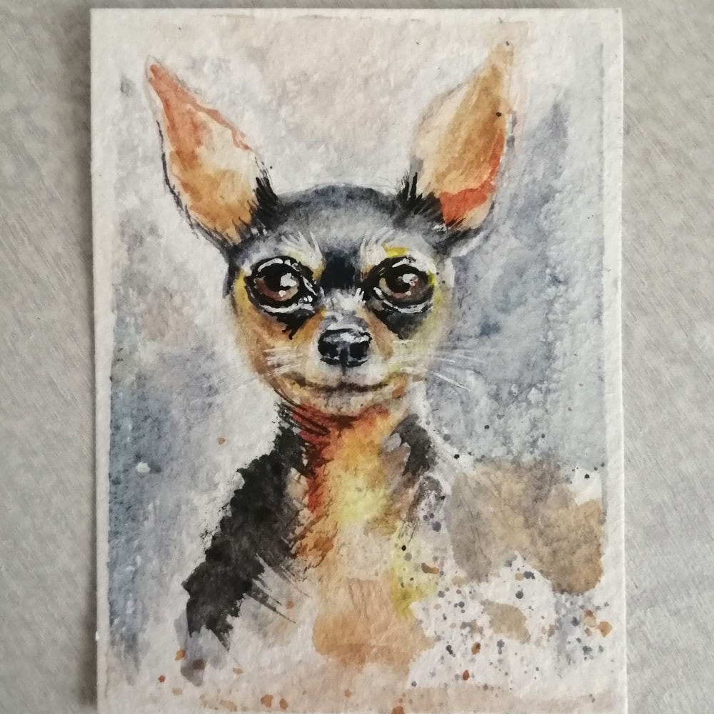 Toy Terrier3.jpg