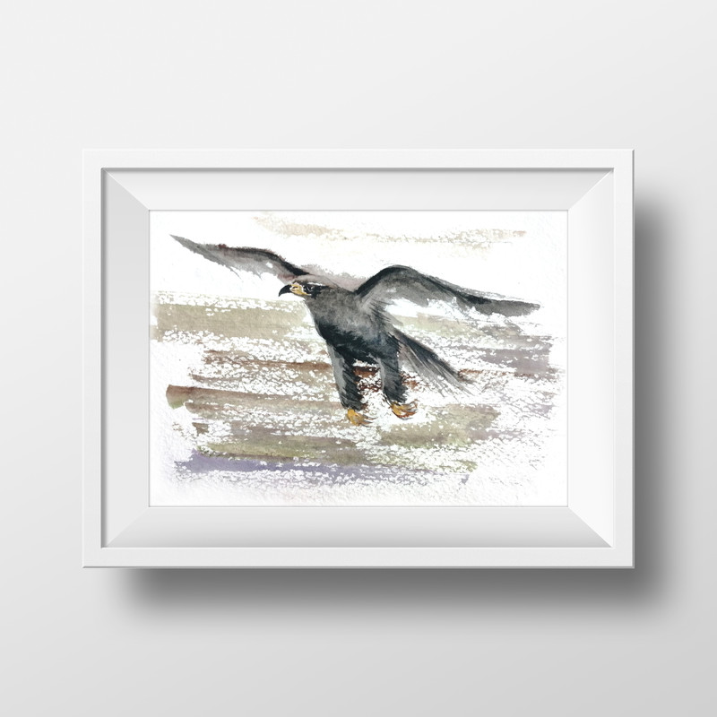 Aquila chrysaetos1.jpg