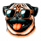 Funny Pug_3.png