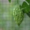 Anti Bird Netting Protection For Fruit Trees Plants Vegetables Garden Mesh 13