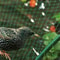 Anti Bird Netting Protection For Fruit Trees Plants Vegetables Garden Mesh 3
