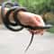 Lifelike Real Scary Fake Snake Rubber Toy For Prank Halloween Party Joke Garden Prop 2