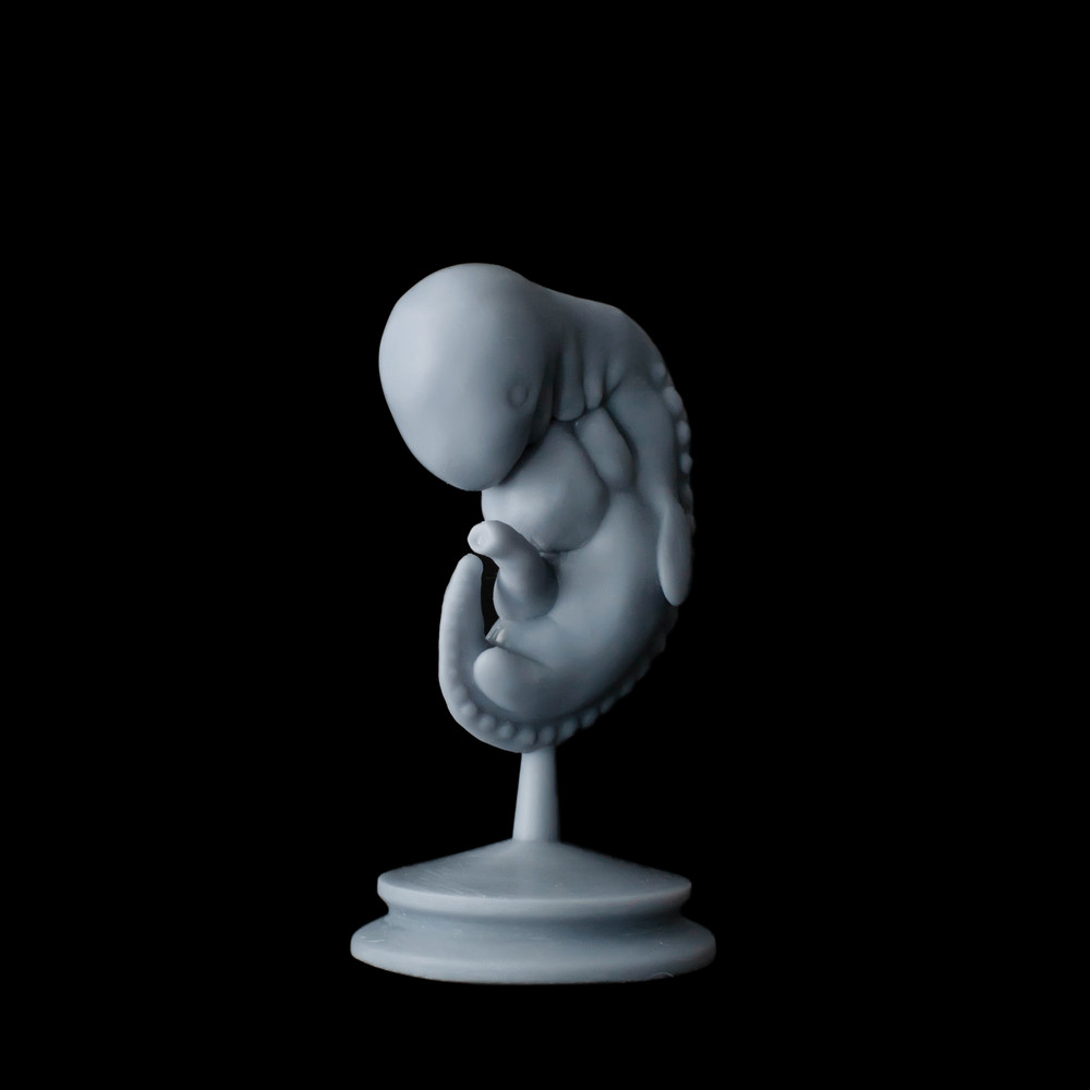 embryo-5.png