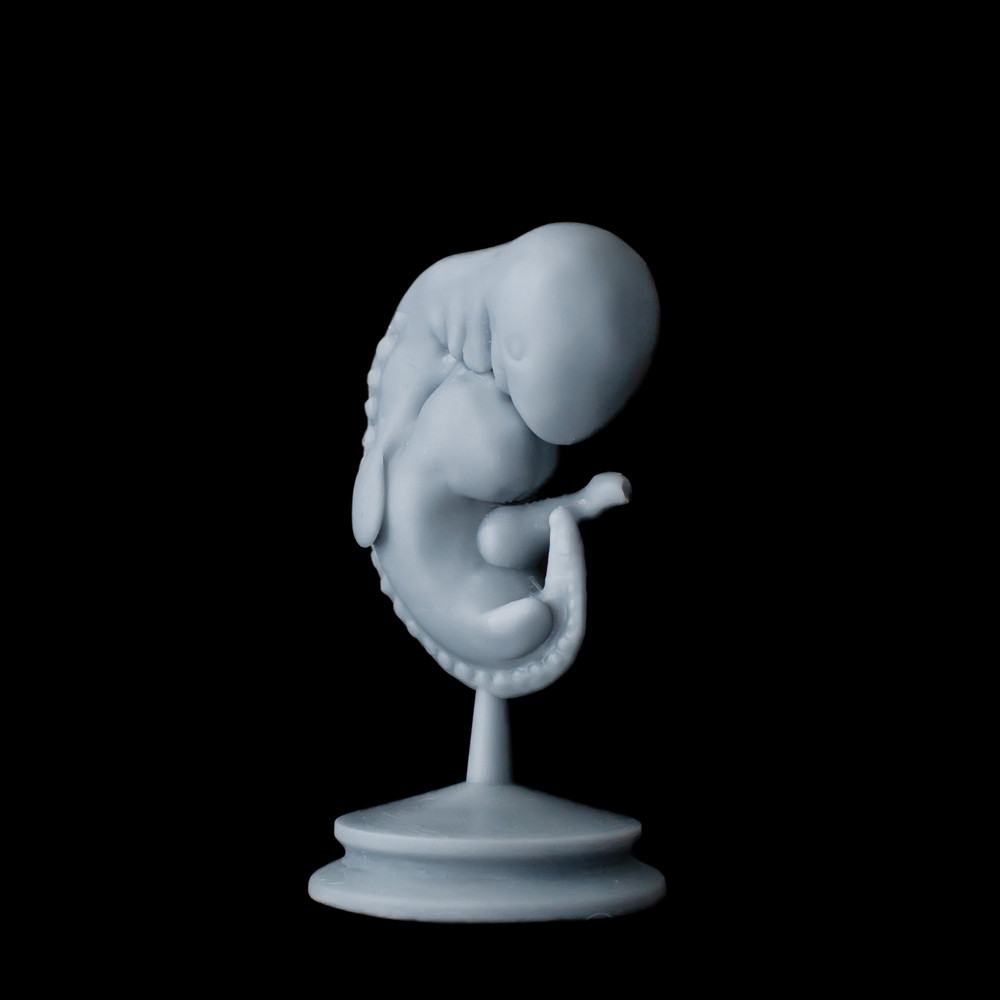 embryo-6.png
