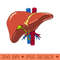 Liver anatomy Art - PNG Printables - Customer Support