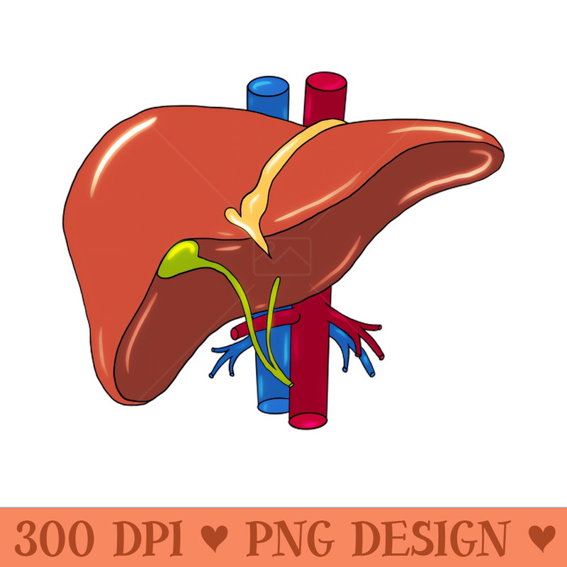 Liver anatomy Art - PNG Printables - Customer Support