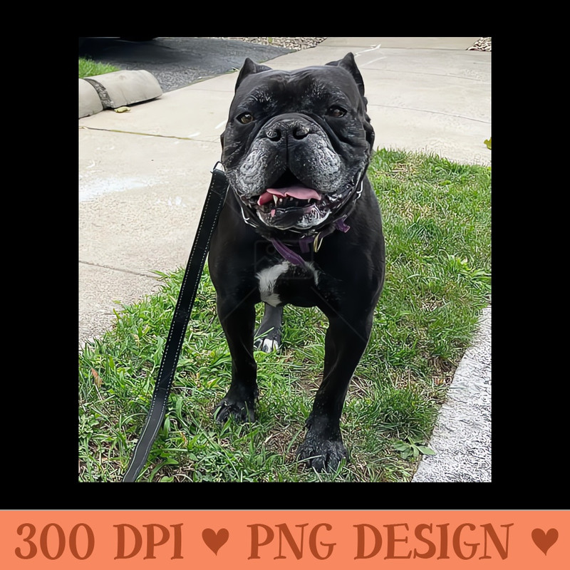 Stella Bulldog - Free PNG Downloads - Good Value