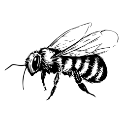 bee svg, bee png, bee vector, bee, svg, png, eps, digital download