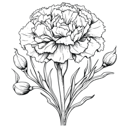 carnation flower svg, carnation flower png, carnation flower vector, carnation flower