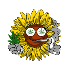 cannabis sunflower svg, trending svg, sunflower svg, cannabis svg clipart, silhouette svg.