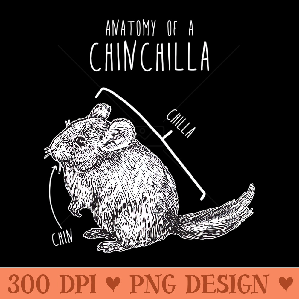 Chinchilla Anatomy - - Professional Design