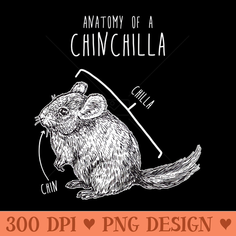 Chinchilla Anatomy - - Professional Design