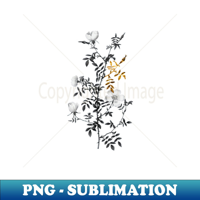Black and Gold Leaf - Blooming Hedge Rose - Vintage Botanical - Unique Sublimation PNG Download