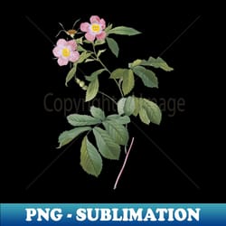 vintage pink alpine roses botanical illustration - png transparent sublimation file