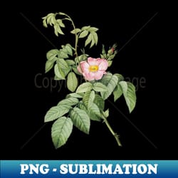vintage blooming apple rose botanical illustration - premium png sublimation file