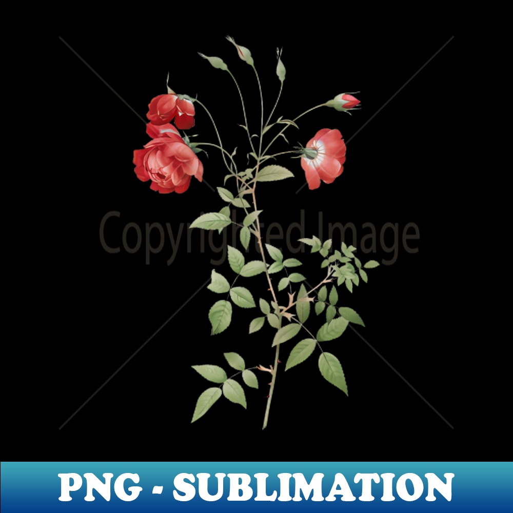 Vintage Blooming Red Rose Botanical Illustration - Professional Sublimation Digital Download