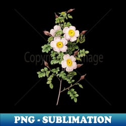vintage thornless burnet rose botanical illustration - decorative sublimation png file