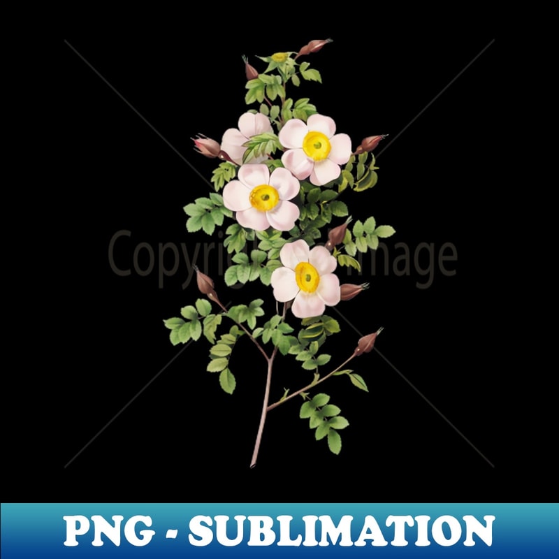 Vintage Thornless Burnet Rose Botanical Illustration - Decorative Sublimation PNG File