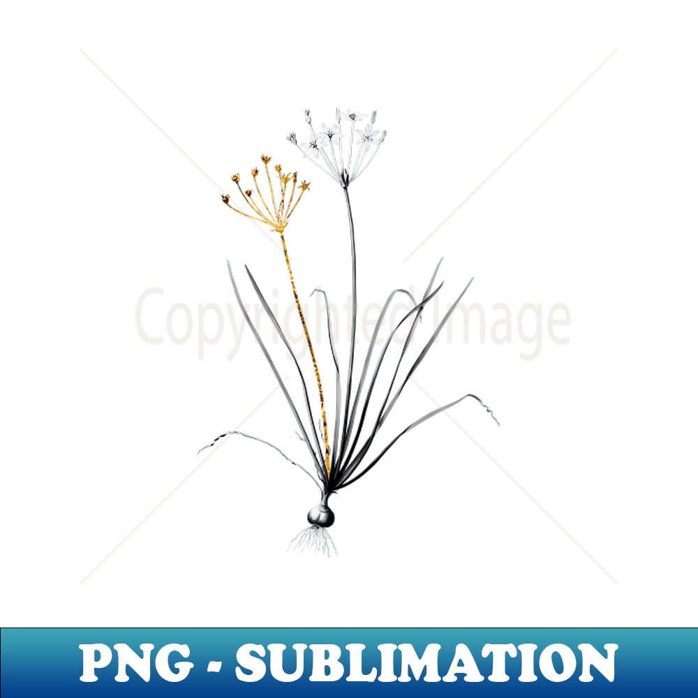 Black and Gold Leaf - Allium Straitum - Vintage Botanical - Stylish Sublimation Digital Download