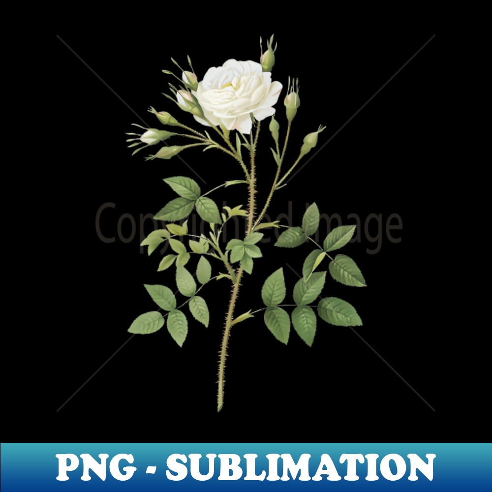 Vintage White Rose of Rosenberg Botanical Illustration - Elegant Sublimation PNG Download