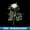 Vintage White Rose of Rosenberg Botanical Illustration - Elegant Sublimation PNG Download