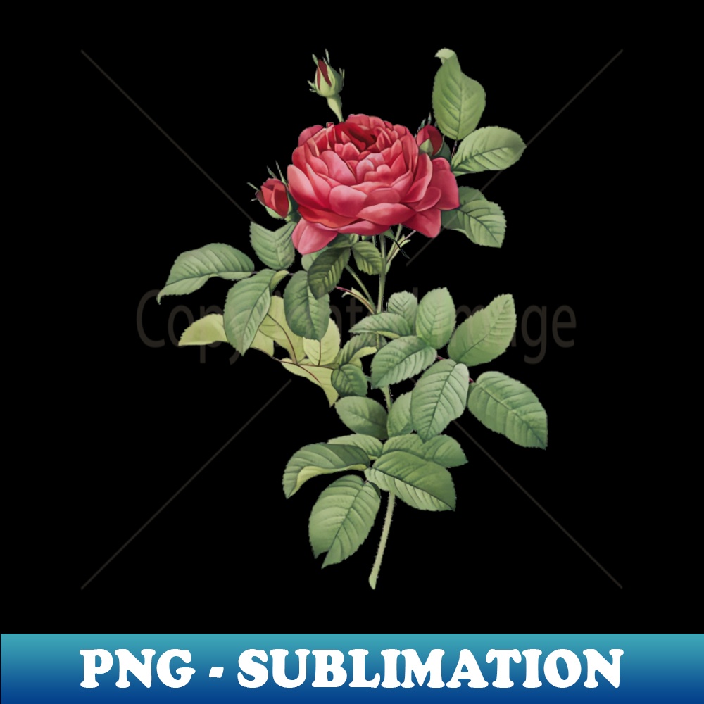 Vintage Red Gallic Rose Botanical Illustration - Instant PNG Sublimation Download
