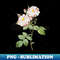 Vintage White Damask Rose Botanical Illustration - PNG Transparent Digital Download File for Sublimation