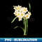 Vintage Bunch flowered Daffodil Botanical Illustration - PNG Transparent Sublimation Design